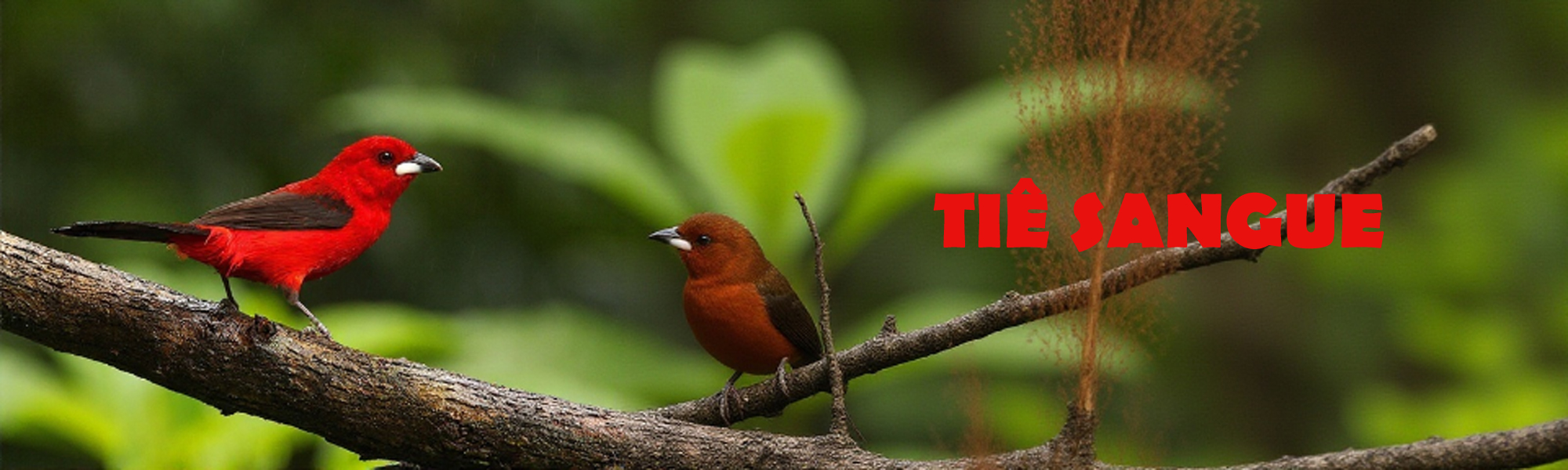 Tie Sangue